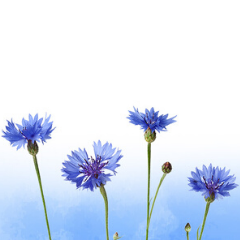 virtual cornflower dedication