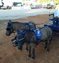 Barellan Working Clydesdales